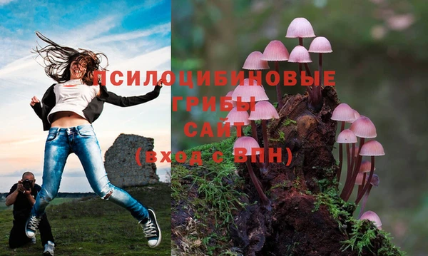 амф Аркадак